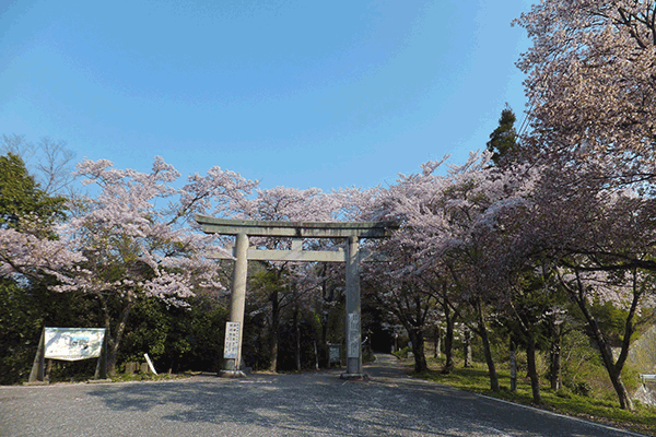 大鳥居と桜の風景